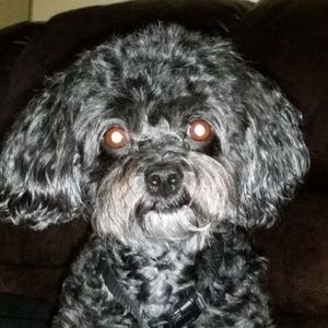 Meet your Posher, Roxanne